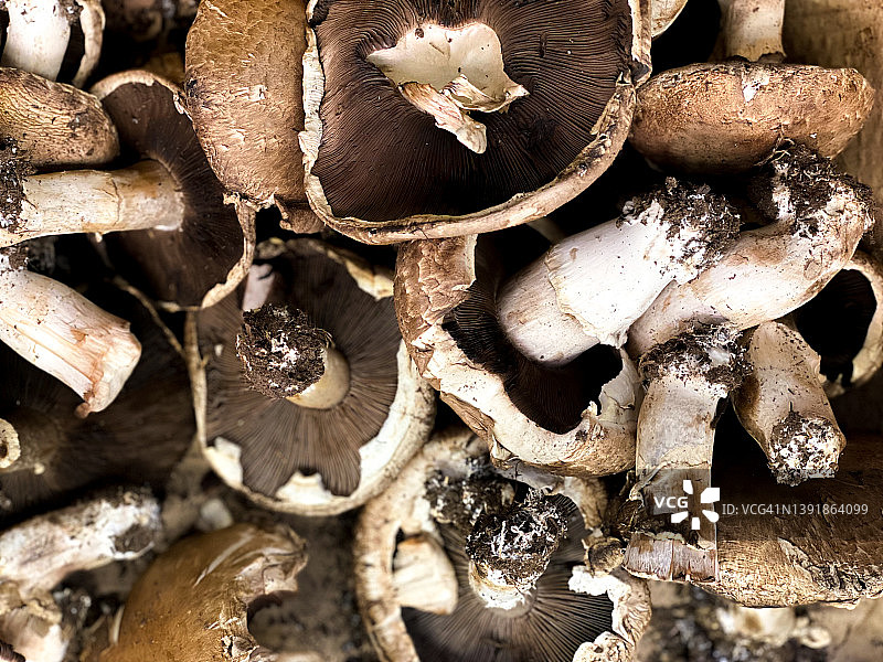 市场上的蘑菇堆图片素材