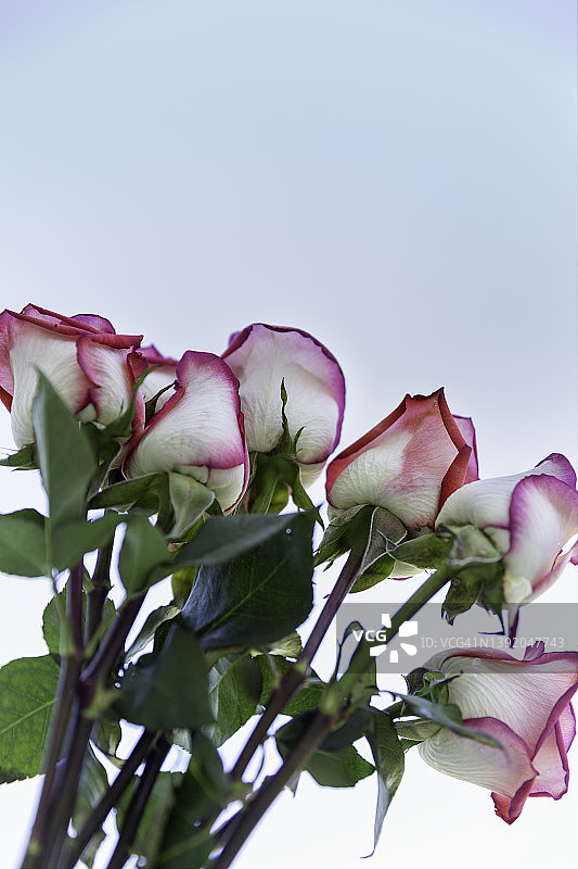 粉红色和白色杂色玫瑰与天空背景图片素材
