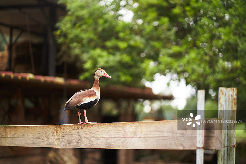 黑腹吹口哨的鸭子站在农家院子的木栅栏上图片素材