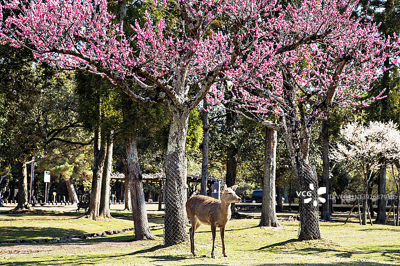 日本奈良公园樱花下的鹿图片素材