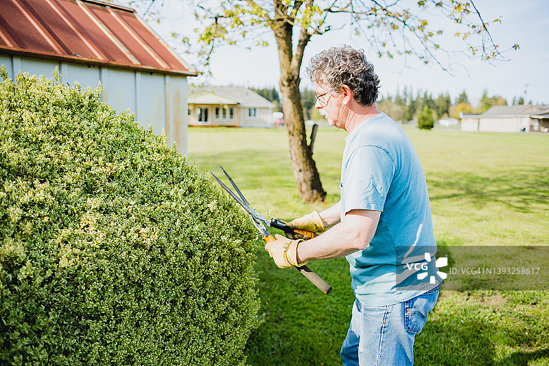 年老男子做庭院工作和修剪灌木图片素材