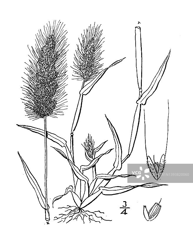 古植物学植物插图:Polypogon Monspeliensis, Beard-grass图片素材