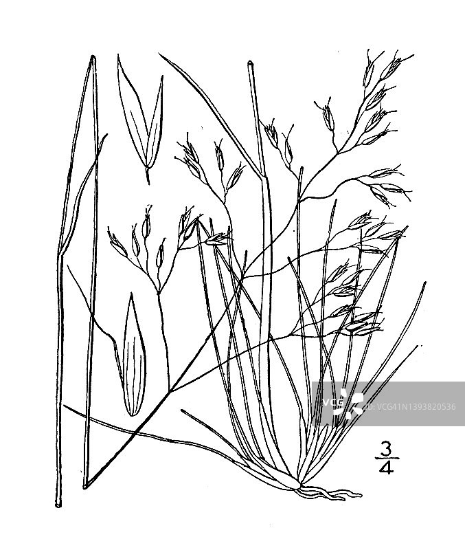 古植物学植物插图:Deschampsia flexuosa，波状毛草图片素材