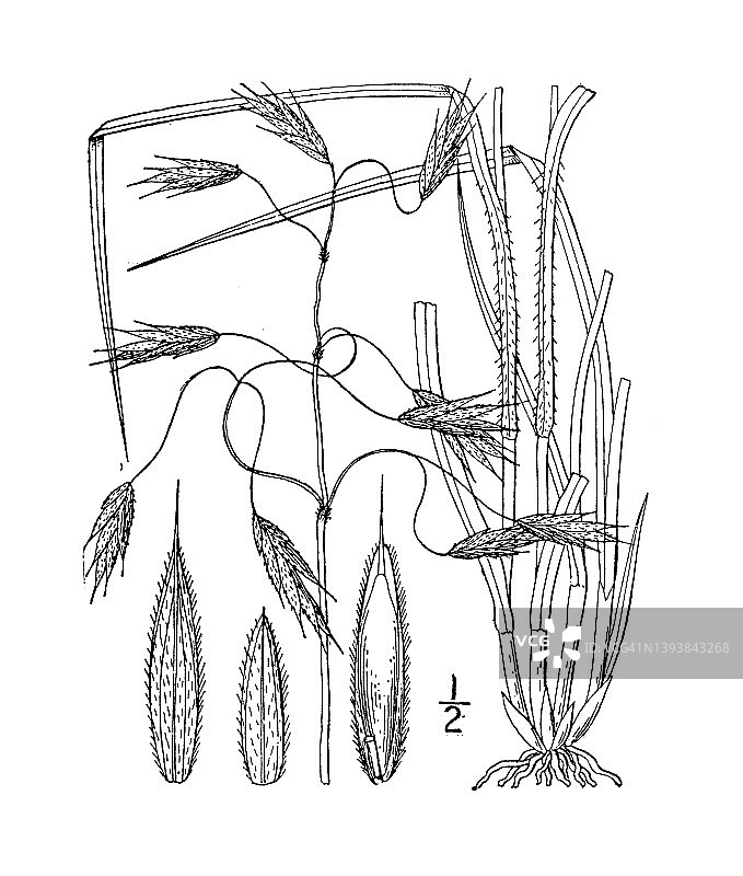 古董植物学植物插图:Bromus porteri，波特的象棋图片素材
