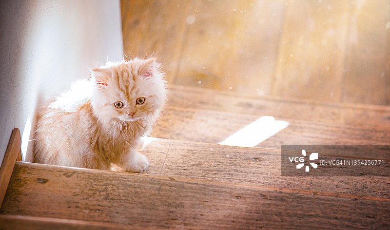 楼梯上可爱的小猫咪图片素材