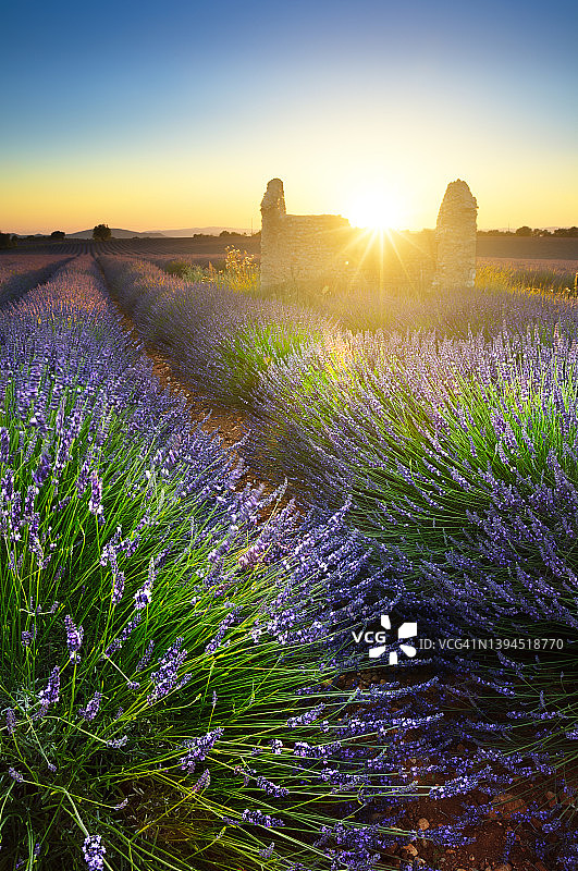 法国，普罗旺斯，夕阳下的薰衣草田和小屋图片素材