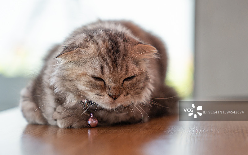 灰色的虎斑猫，可爱的蓝眼睛。可爱的毛茸茸的猫在桌子上。英国短毛猫躺在桌子上。图片素材