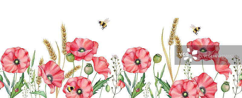 水彩红色罂粟花接缝边界，手绘花卉插图，红色野花孤立在白色背景。图片素材
