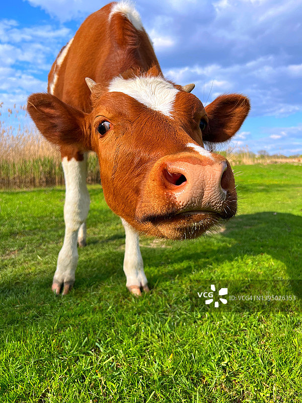绿草地上有趣的奶牛。可爱的棕色小牛看着镜头。图片素材