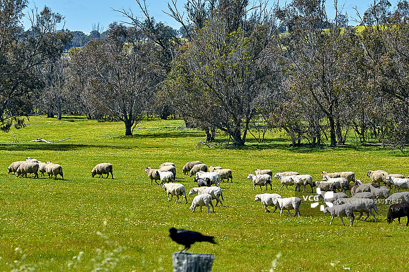 澳大利亚西部牧场的羊群图片素材