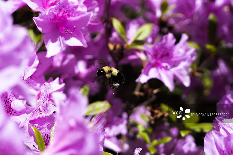 准备着陆!一只大黄蜂在忙着给杜鹃花丛授粉时把目光投向远方图片素材