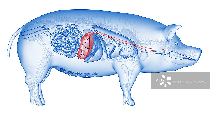 猪胃,插图图片素材