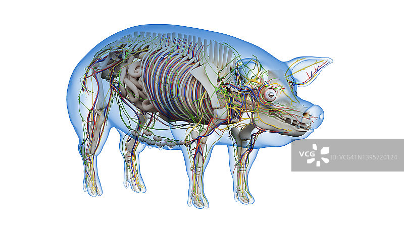 猪解剖学、插图图片素材