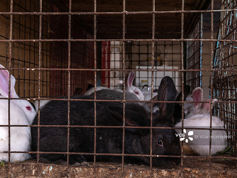 农贸市场上，兔子被关在有铁条的笼子里。图片素材