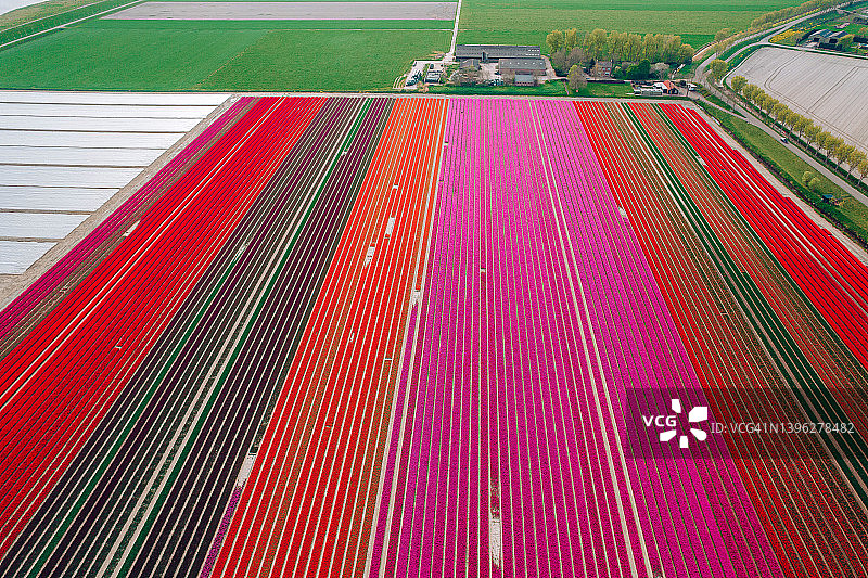 航拍的彩色郁金香田在库肯霍夫，利瑟在荷兰的日出图片素材