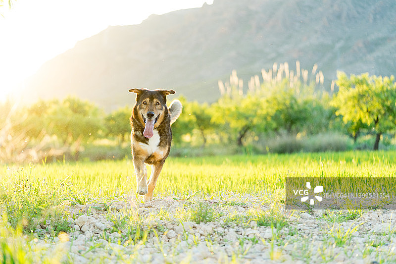 户外田野上一只狗朝着相机跑的肖像图片素材
