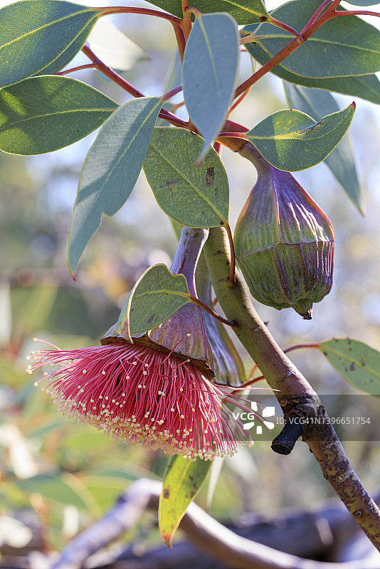粉红色的开花树胶树花-珀斯，西澳大利亚图片素材