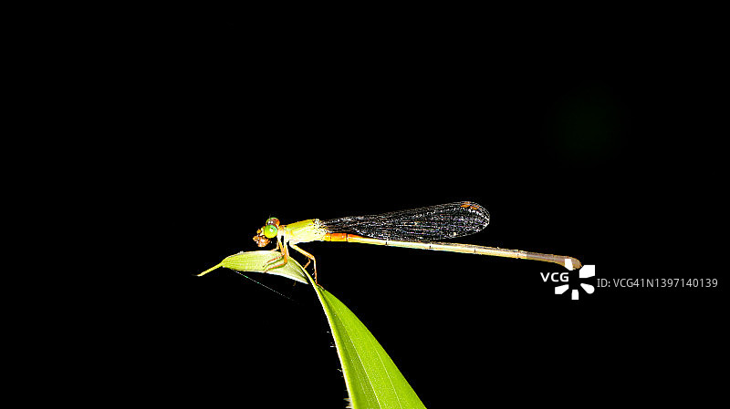 一只绿色的小蜻蜓，尾巴尖是橙色的图片素材
