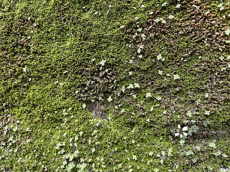 Grunge moss纹理背景图片素材