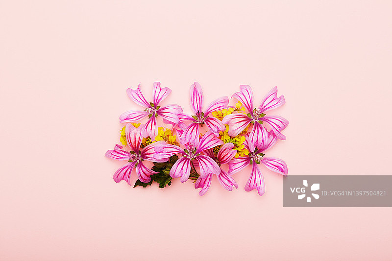 平lay花排列在粉红色的背景图片素材