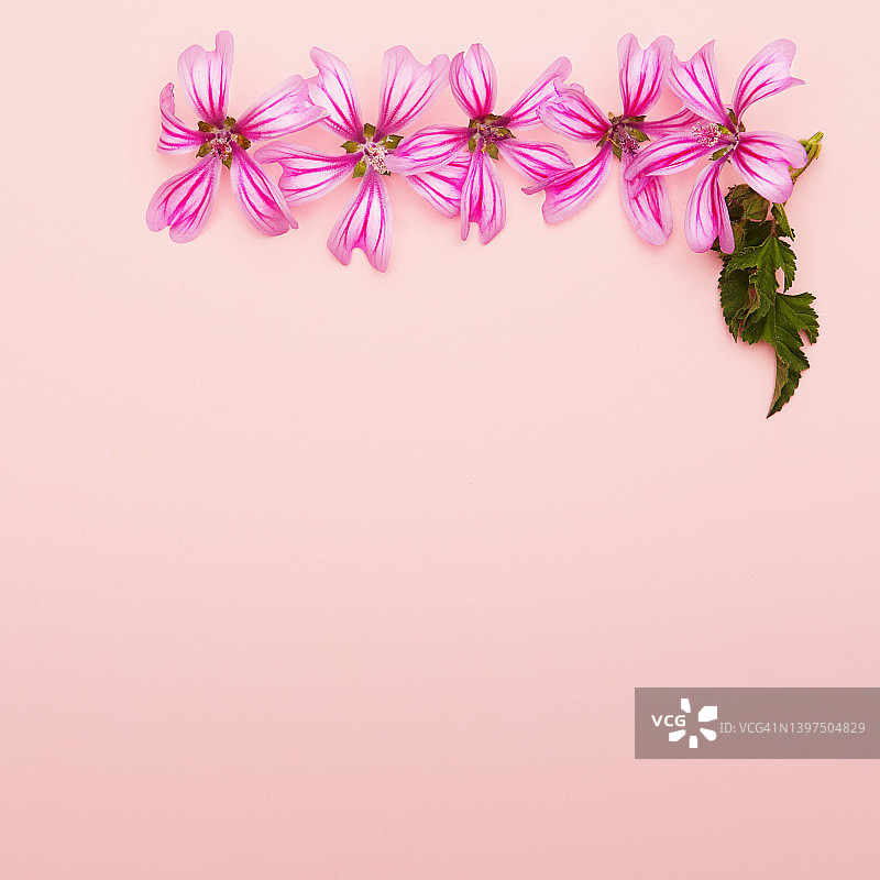 平lay花安排塑造一个角落框架与复制空间在粉红色的背景图片素材