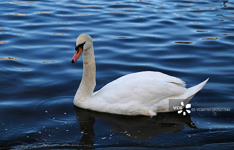蓝色的水面上，有着橙色喙的白天鹅和鸭子在湖中游泳。野鸟和水中倒影的神奇景观。图片素材