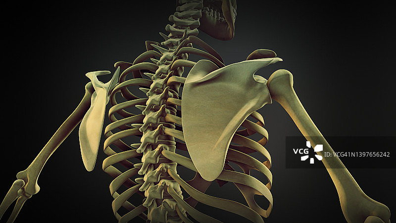 人体骨骼、肩胛骨解剖学图片素材