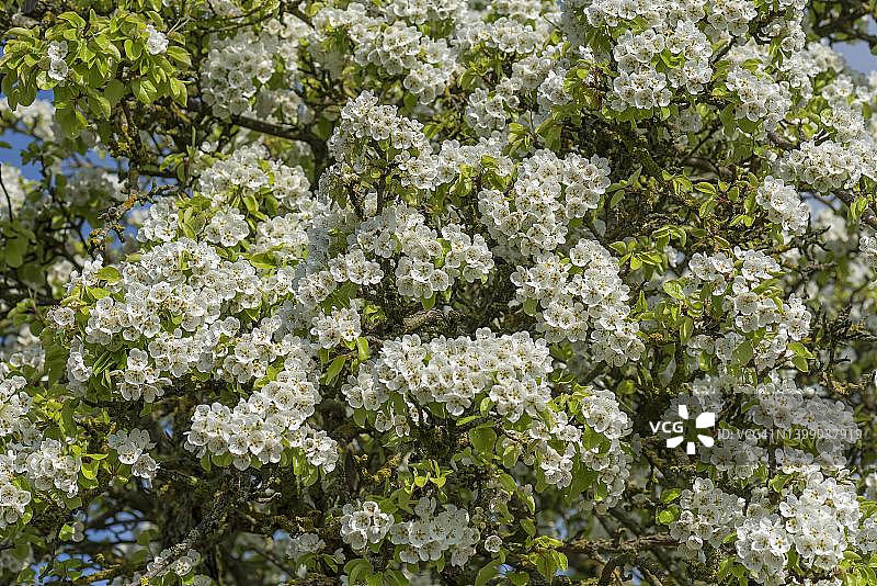 开花梨(Pyrus)树在一个老农舍，卡斯伯格，上弗兰科尼亚，巴伐利亚，德国图片素材