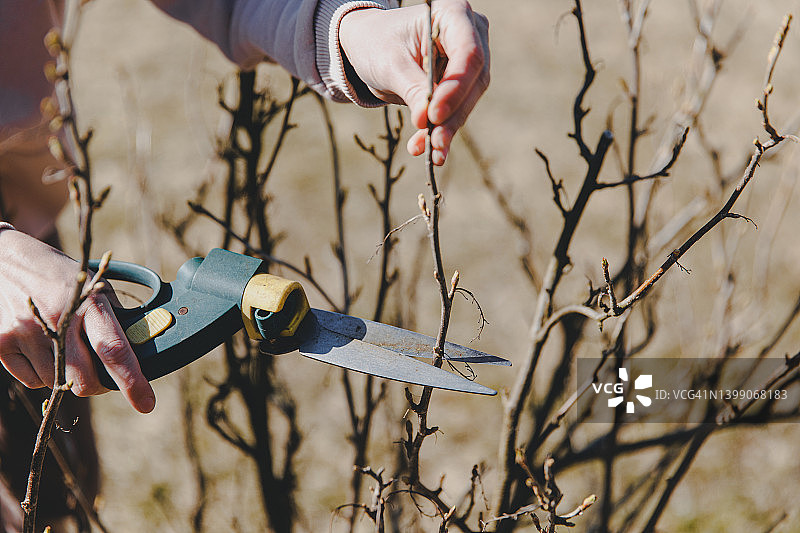 在阳光明媚的春天，一位园丁手握修枝工正在修剪醋栗树丛。季节性的花园工作。春季修剪图片素材