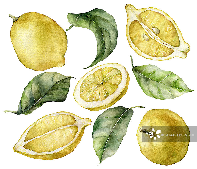 水彩设置的叶子和成熟的柠檬。手绘新鲜水果孤立在白色背景。美味的食物插图设计，印刷，织物或背景。图片素材