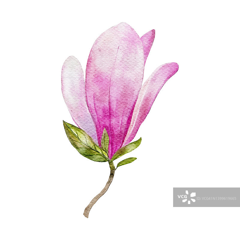 玉兰花的水彩植物剪纸图片素材