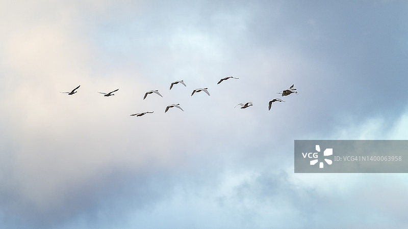 美丽的蓝天，蓬松的云和苔原天鹅在飞行在宾夕法尼亚州图片素材