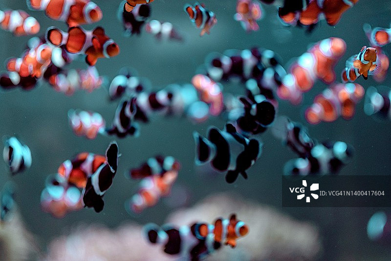 鱼类和珊瑚的特写在安达曼海泰国，亚洲图片素材