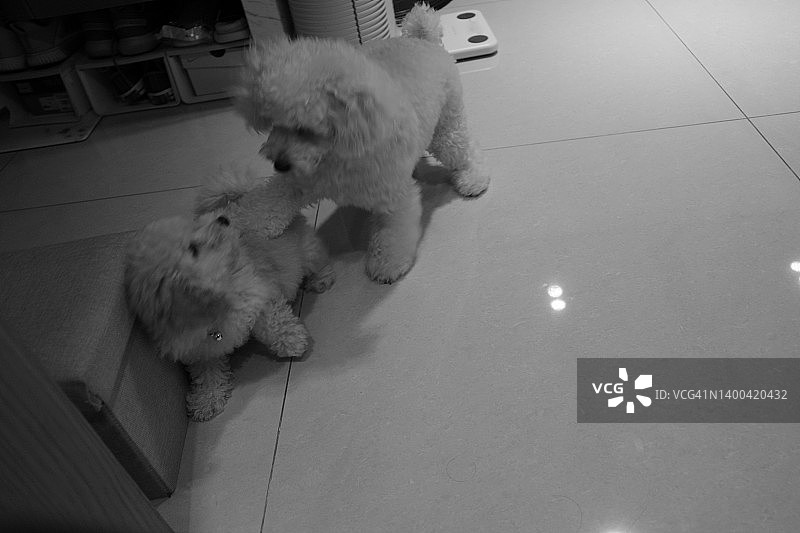 白狮子狗和小狮子狗狗玩打架图片素材