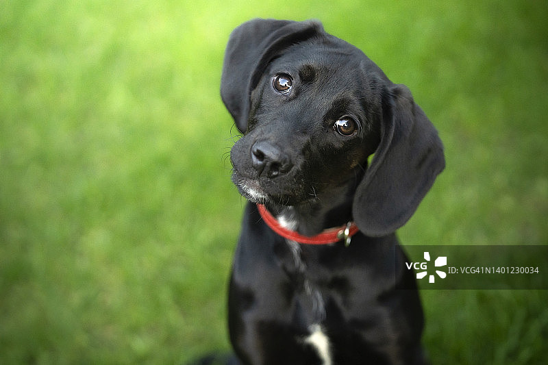 一只猎犬幼犬的肖像图片素材