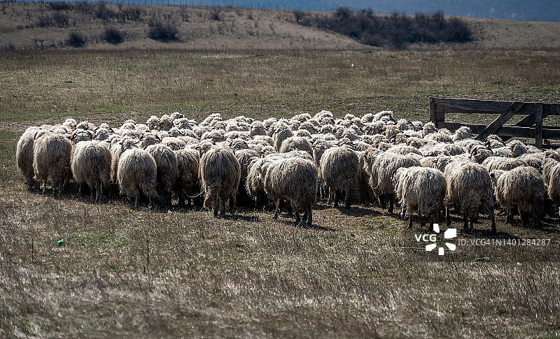 这群羊离开了东欧的乡村、农业、乡村生活的传统。图片素材