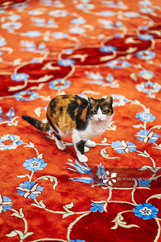 红毯上的好奇猫图片素材