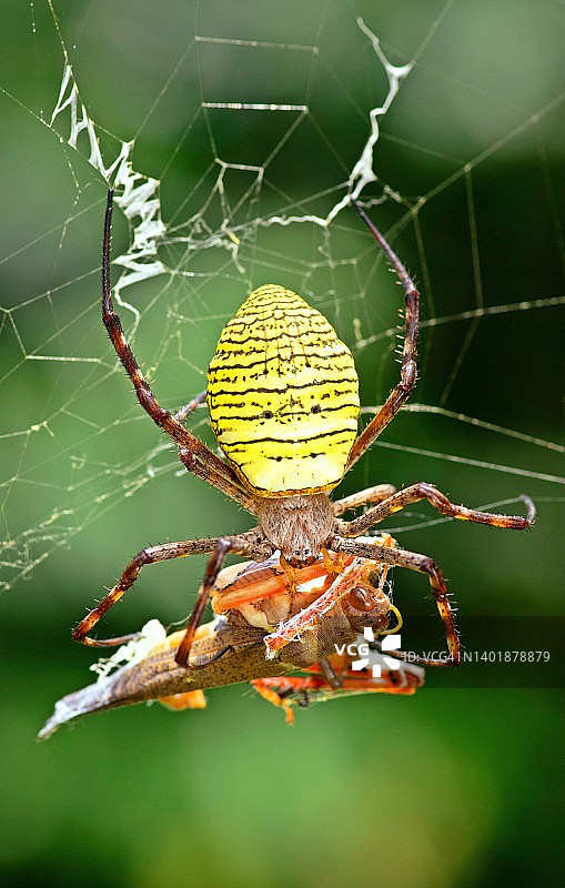 黄蜘蛛用它的网包裹蚱蜢——动物的行为。图片素材