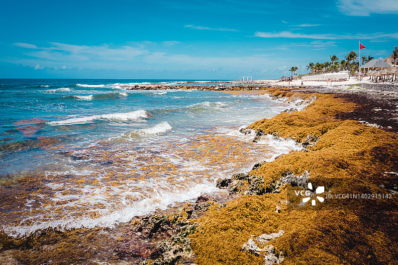 在墨西哥金塔纳罗奥的科巴海滩的加勒比景观。美丽的海与波浪，海岸与藻类图片素材