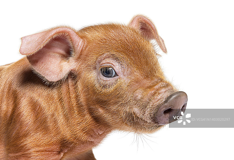 一个小猪头的肖像特写(混合品种)，孤立图片素材
