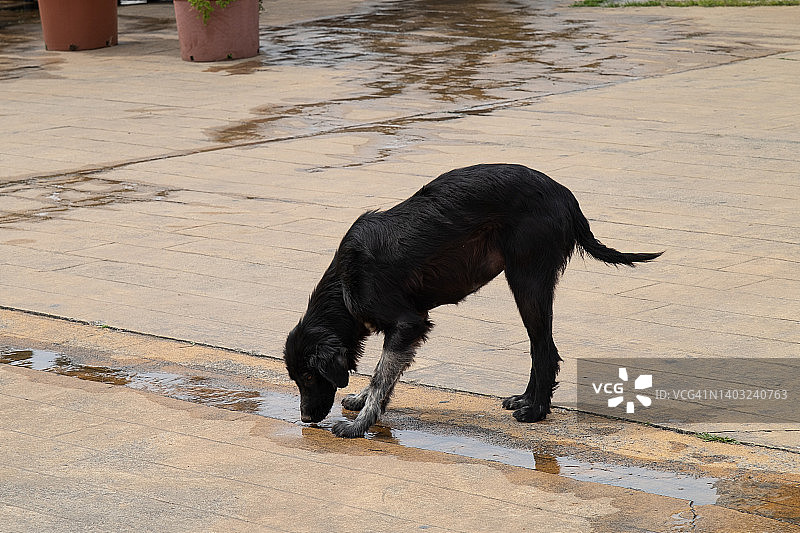雨后，一只孤独的大黑狗在柏油路或人行道上的水坑里喝水。一只被遗弃的狗的肖像。流浪街头，饥肠辘辘，经过消毒和注射疫苗的狗。图片素材