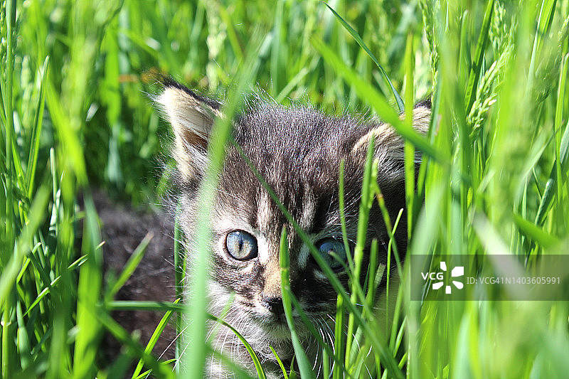 一只热情的灰色小猫坐在高高的草丛中。图片素材
