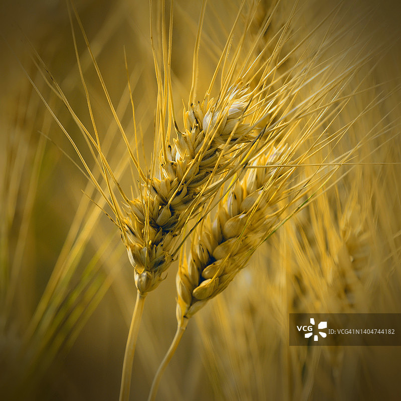 小麦成熟图片素材