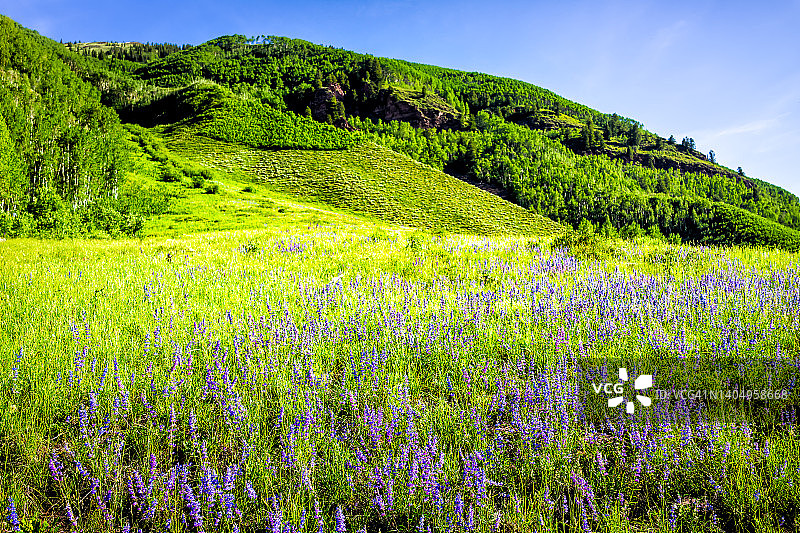 郁郁葱葱的绿色草地的许多野生的蓝色紫色羽扇花野花在栗色钟地区在阿斯彭，科罗拉多州与背景岩石山在春天夏天和蓝天图片素材