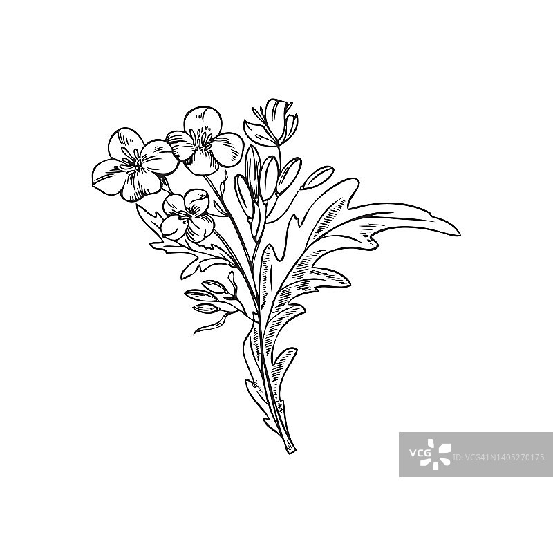 手绘芥菜植物素描风格，矢量插图图片素材