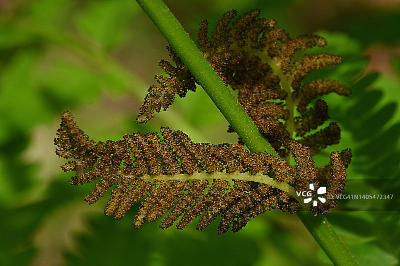 蕨类植物的可育复叶图片素材