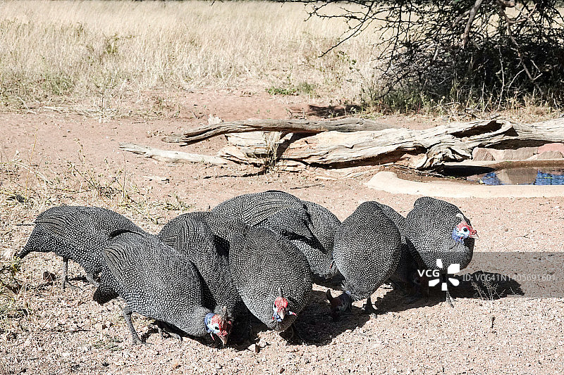 戴头盔的珍珠鸡，在纳米比亚Otjozondjupa地区的Omboroko山区图片素材