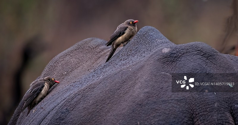 犀牛背上的牛椋鸟。图片素材