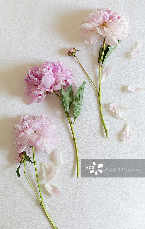三朵完全开放的粉红色牡丹，两朵花蕾相连，铺在白色法兰绒被单上图片素材