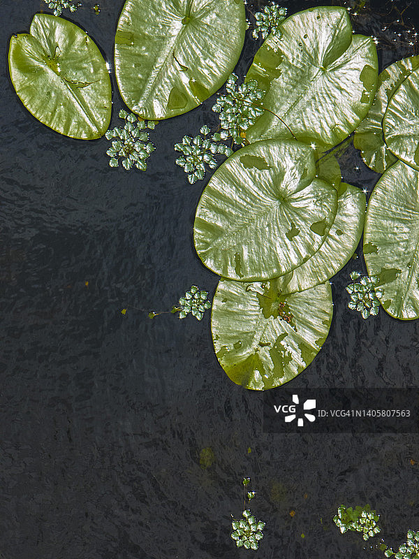 睡莲自然背景，池塘环境图片素材